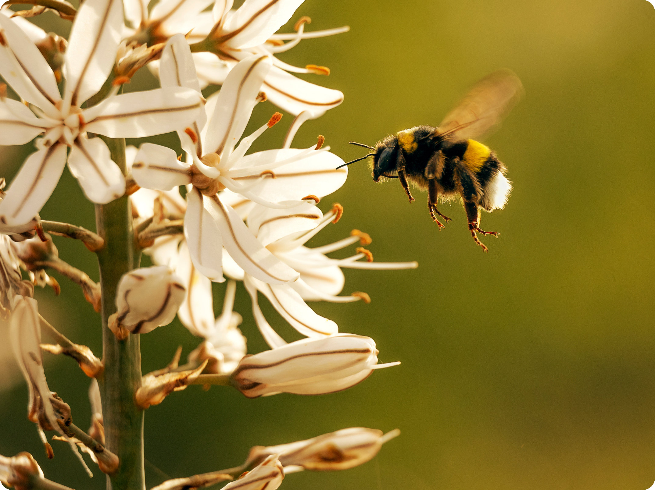 PollinERA Mission
