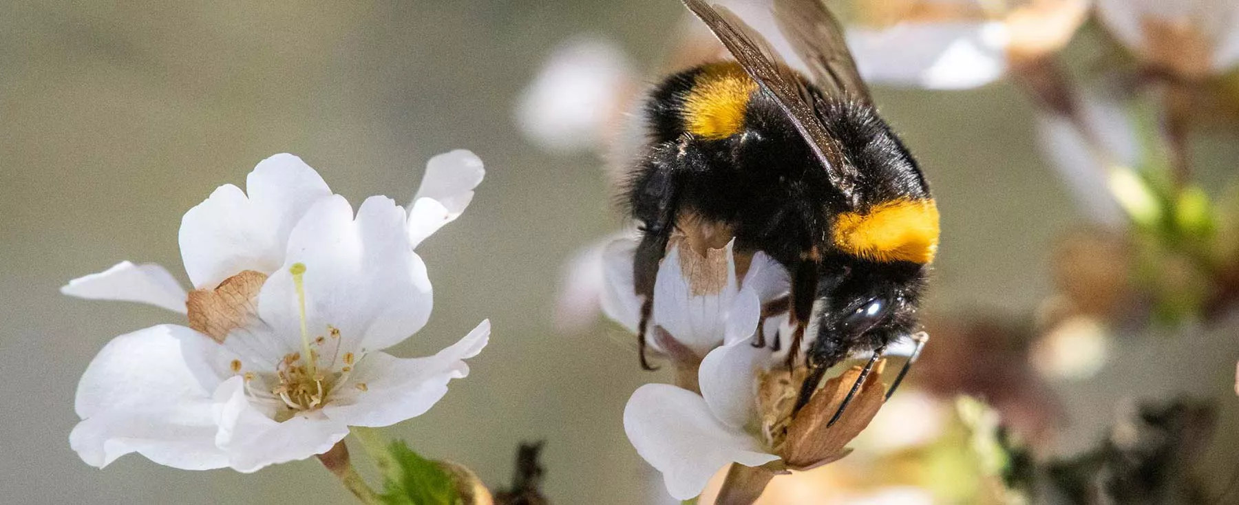 EU CAP Network workshop ‘Promoting pollinator-friendly farming’