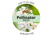 Pollinator Week 2024
