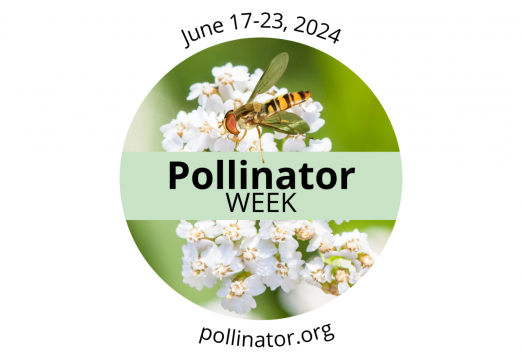 Pollinator Week 2024