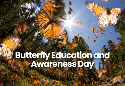 Butterfly Education and Awareness Day 2025