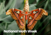 National Moth Week