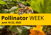 Pollinator Week 2025