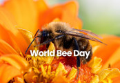 World Bee Day 2025