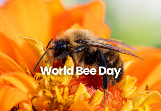 World Bee Day 2025