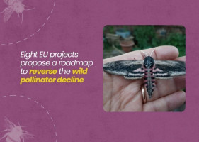 Europe risks a crisis if it fails to halt pollinator loss, researchers warn