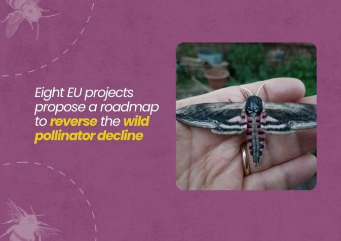 Europe risks a crisis if it fails to halt pollinator loss, researchers warn