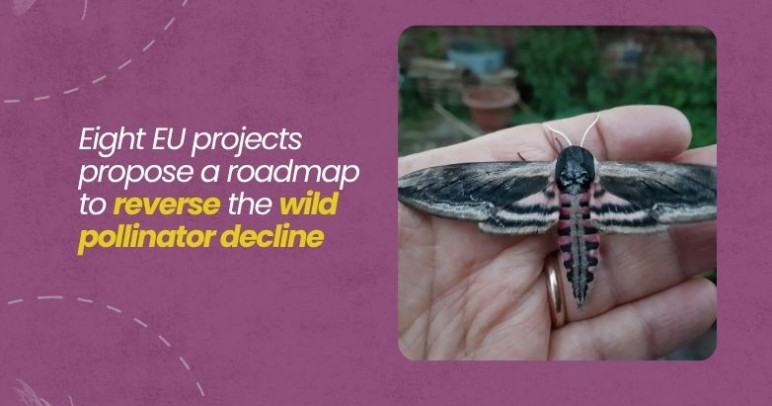 Europe risks a crisis if it fails to halt pollinator loss, researchers warn
