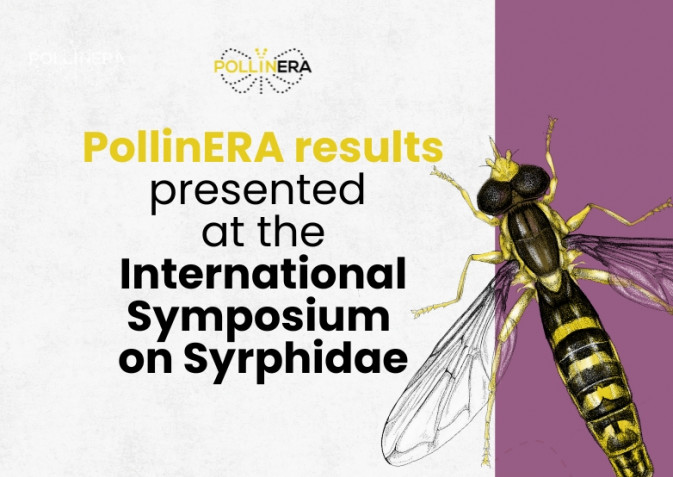 PollinERA results showcased at the 13th International Symposium on Syrphidae