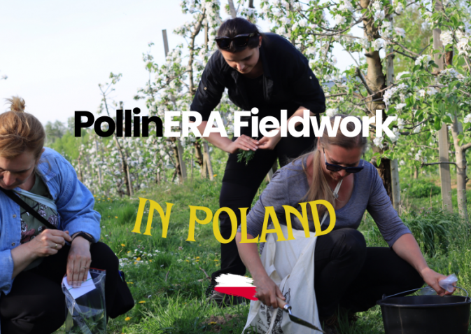 A look back at PollinERA’s fieldwork in 2024: Poland