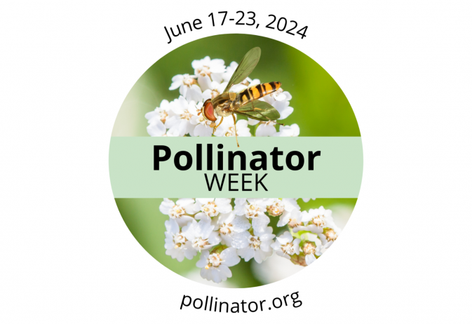 Pollinator Week 2024
