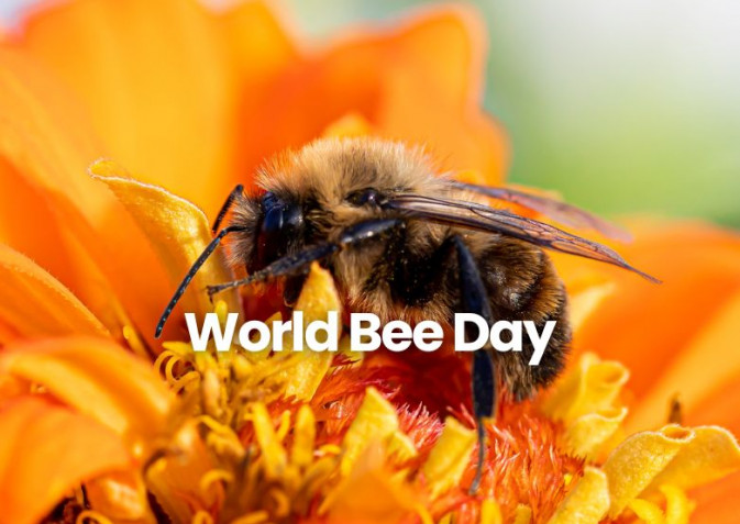 World Bee Day 2025