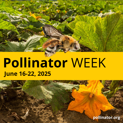 Pollinator Week 2025